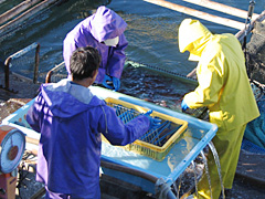 【2】活魚の梱包作業(活魚専用ケースに入れる)