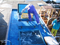 【3】活魚水槽者への積み込み作業