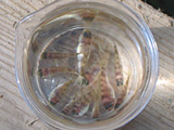 マダイの稚魚
