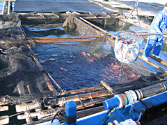 【1】養殖魚(マダイ)の水揚げ
