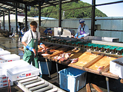 【6】養殖魚(マダイ)のスチロール箱への箱詰め作業