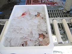 【7】養殖魚(マダイ)の箱詰め作業(氷入れ)
