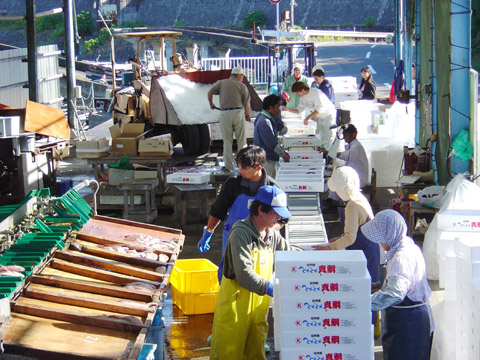 養殖魚の出荷